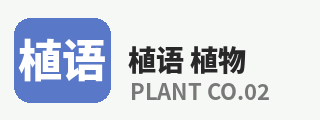 抖音风